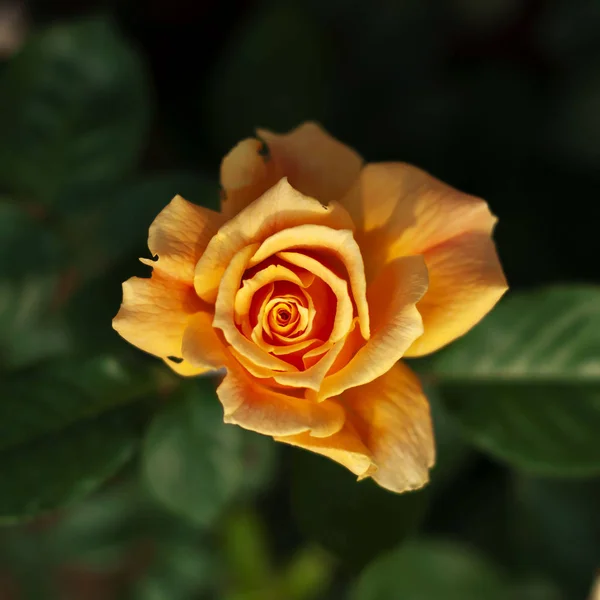 Hermosa Rosa Jardín Flores Pétalos Flora Verano — Foto de Stock