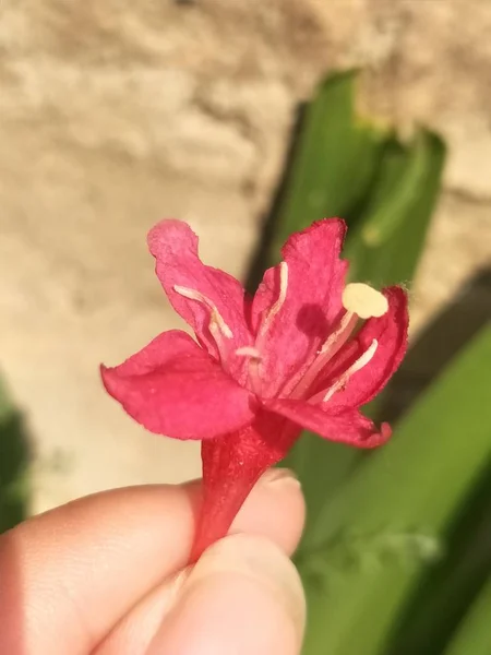 beautiful pink flower on a background of a red rose