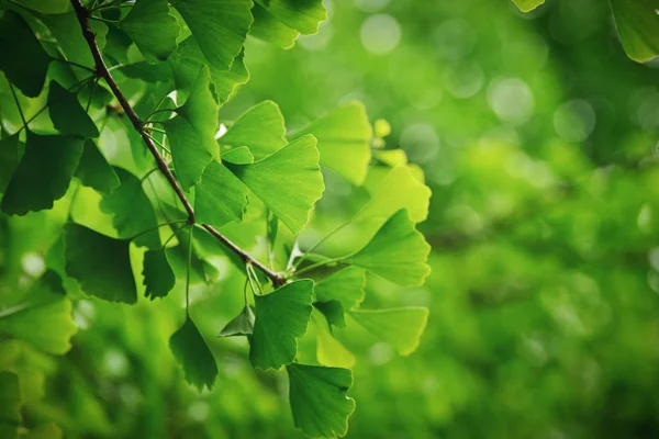 Hojas Verdes Follaje Flora Vegetal — Foto de Stock