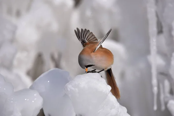 Vahşi Bir Kuşun Manzarası — Stok fotoğraf