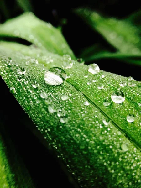 Green Flora Leaves Water Drops — 스톡 사진