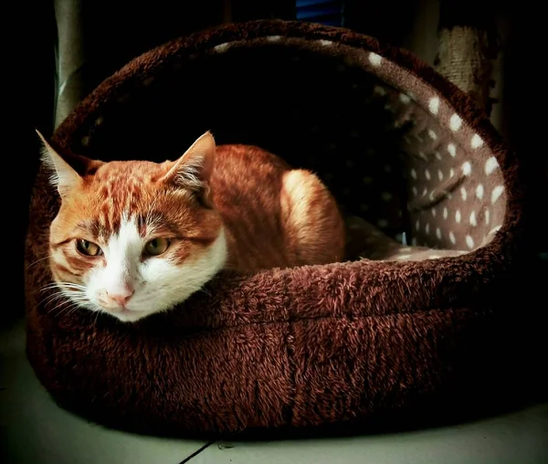 Gato Rojo Sobre Fondo Negro — Foto de Stock