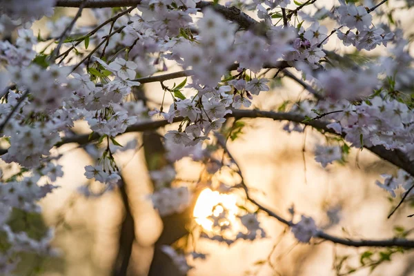 Vackra Blommande Blommor Körsbärsträd — Stockfoto