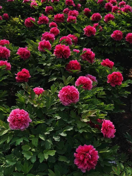 Blick Auf Blühende Blumen Garten — Stockfoto