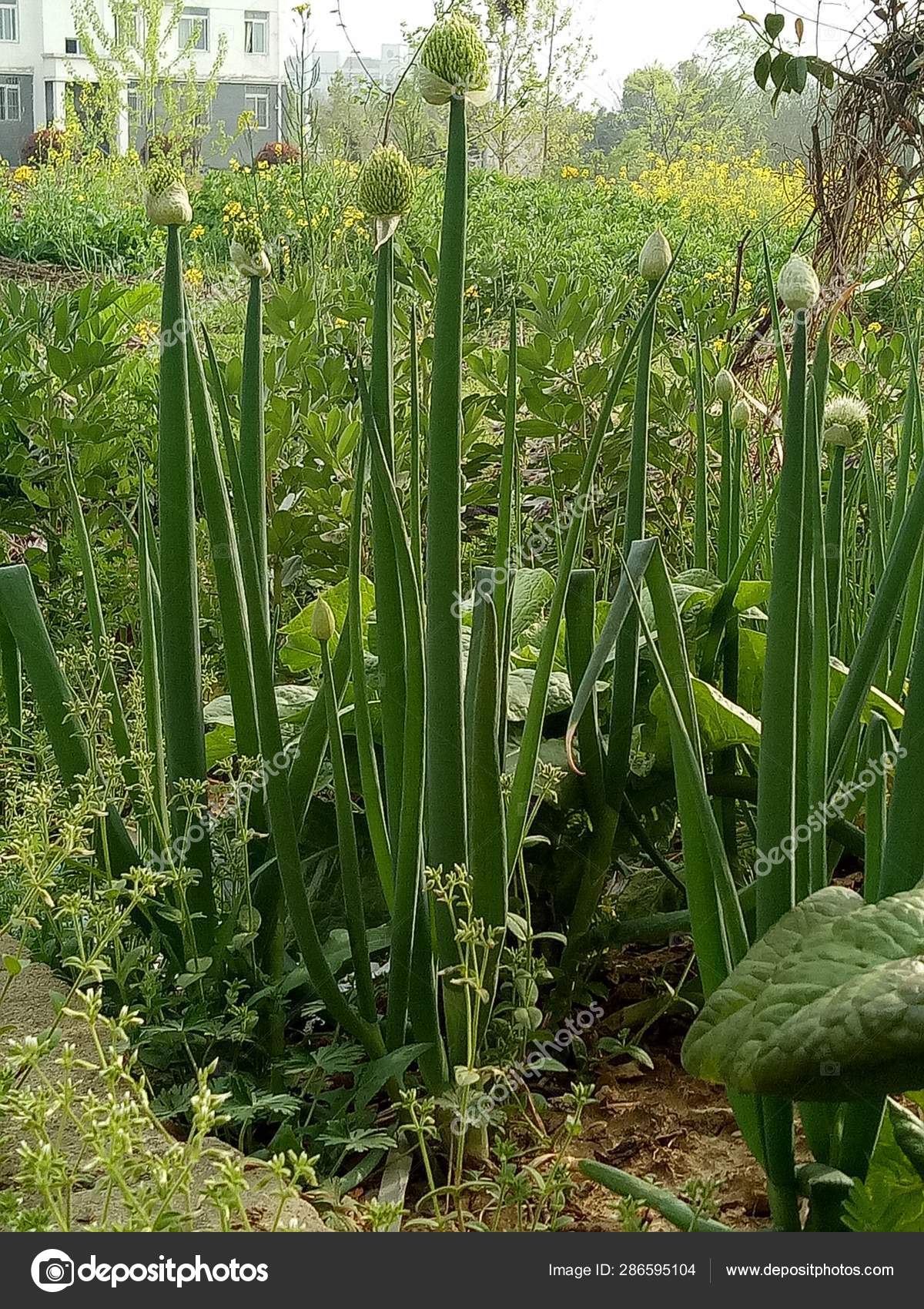 緑色植物の庭で成長しています ストック写真 C Imaginechina Tuchong