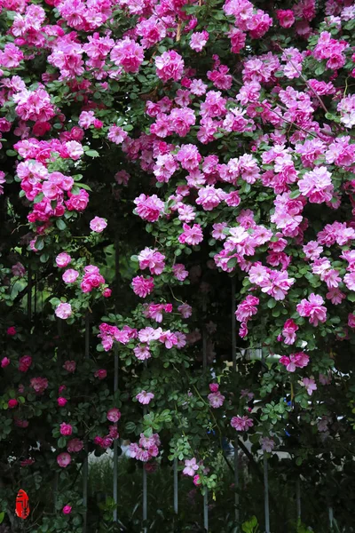 Pohled Krásné Květy Květu — Stock fotografie