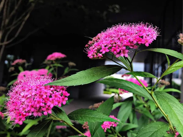 Flor Rosa Jardín — Foto de Stock