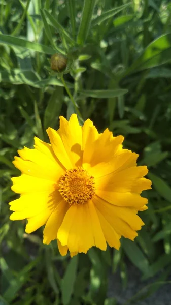 Primer Plano Hermosas Flores Flor — Foto de Stock