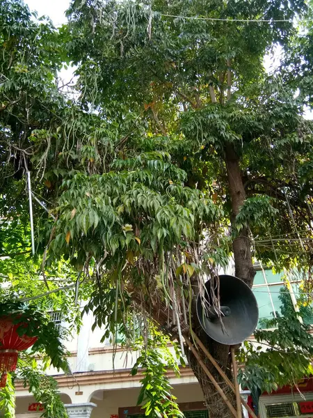 Gran Árbol Jardín — Foto de Stock