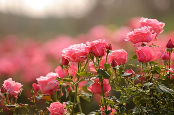 Hermosas Flores Rosadas Creciendo Jardín — Foto de Stock