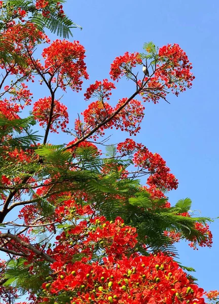 Hojas Otoño Follaje Temporada Otoño — Foto de Stock