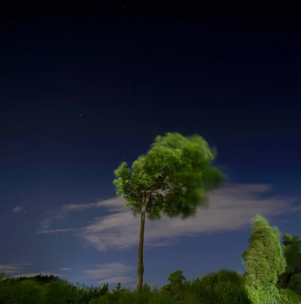 Vista Nocturna Vía Láctea Árboles — Foto de Stock