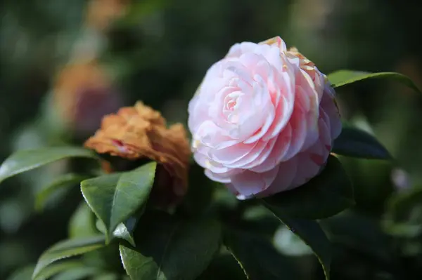 Primer Plano Hermosas Flores Rosas Flor — Foto de Stock