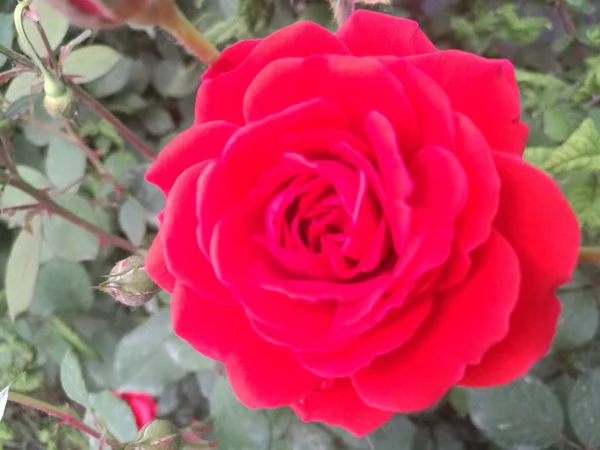 Primer Plano Hermosas Flores Rosas Flor — Foto de Stock