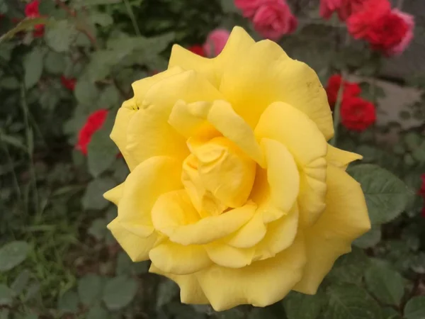 Hermosas Flores Rosas Flora — Foto de Stock