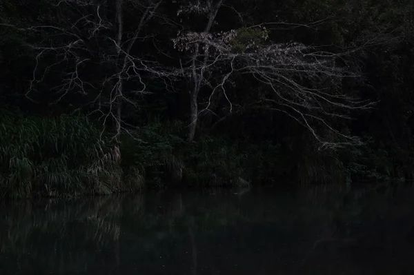 Bosque Noche — Foto de Stock