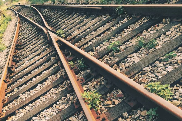 Trilhos Ferroviários Floresta — Fotografia de Stock