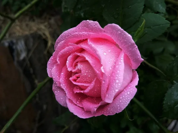 Hermosa Rosa Jardín Flores Pétalos Flora Verano — Foto de Stock