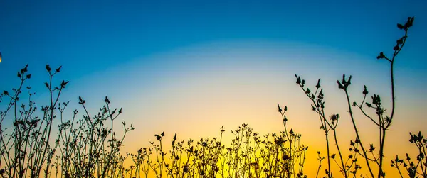 Beautiful Sunset Field Flora Nature — 스톡 사진