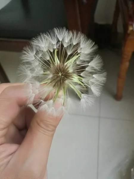 Flor Diente León Flora Verano — Foto de Stock