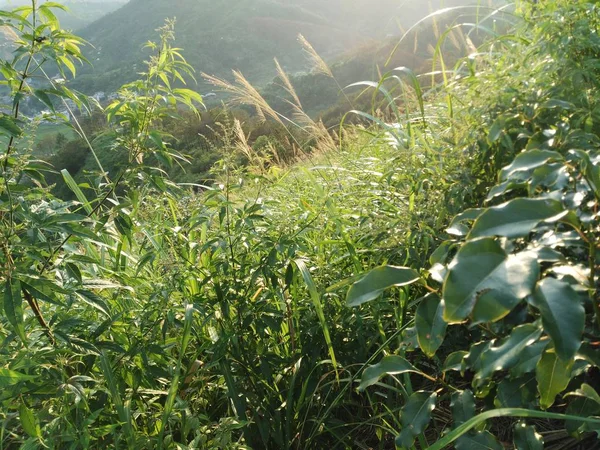 Plantas Verdes Campo — Foto de Stock