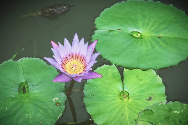 Beautiful water lily in pond