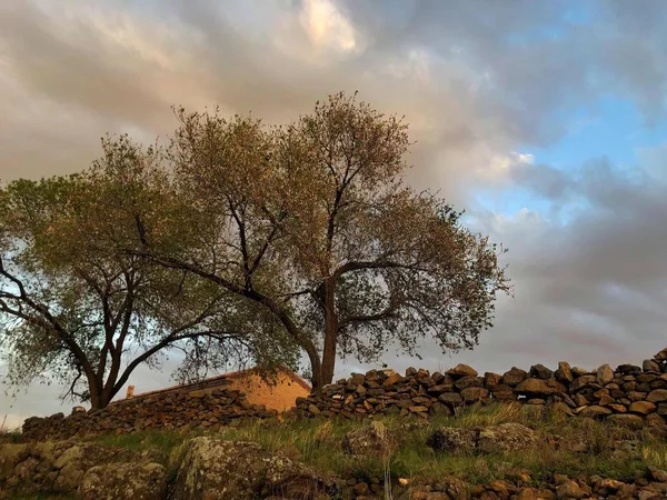 trees and tree in the desert