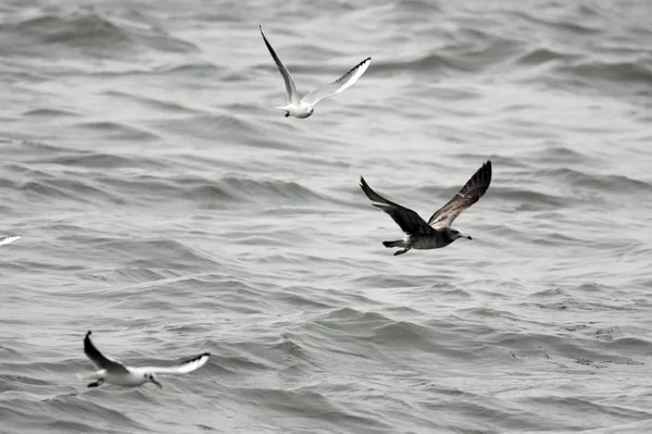 nature and fauna, bird flight, flying birds