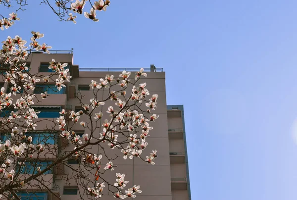 Hermoso Árbol Magnolia Floreciente — Foto de Stock