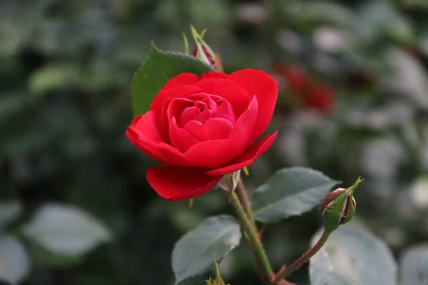 Primer Plano Hermosas Flores Rosas Flor — Foto de Stock