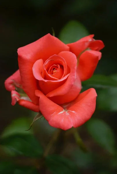 Primer Plano Flor Jardín — Foto de Stock