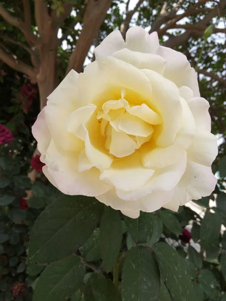 Primer Plano Hermosas Flores Rosas Flor — Foto de Stock