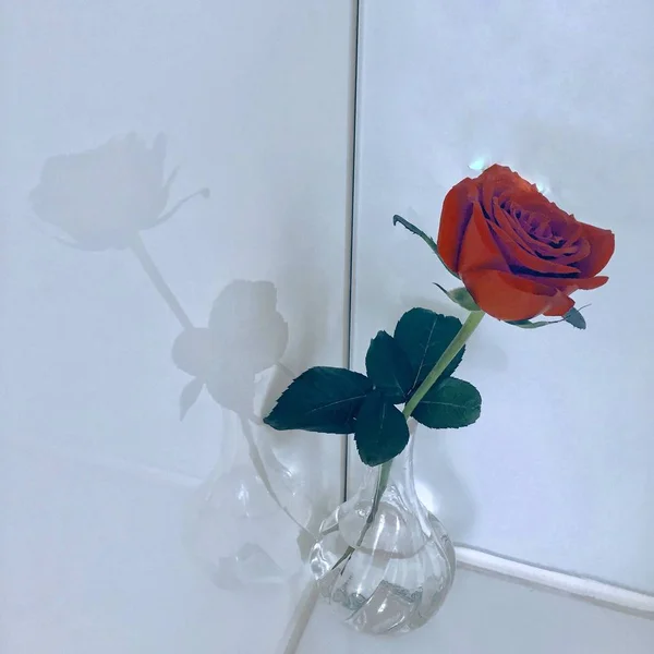 Vista Primer Plano Hermoso Fondo Floral Rosa — Foto de Stock