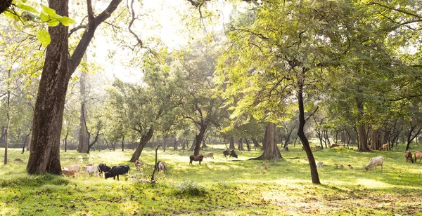 beautiful landscape with trees and green leaves