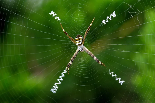 Teia Aranha Flora Fauna — Fotografia de Stock