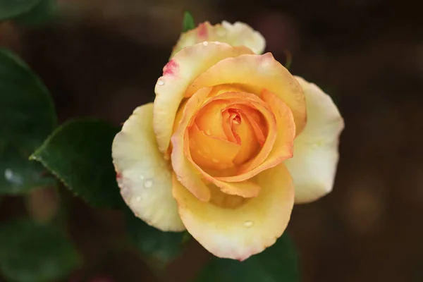 Hermosa Rosa Jardín Flores Pétalos Flora Verano — Foto de Stock