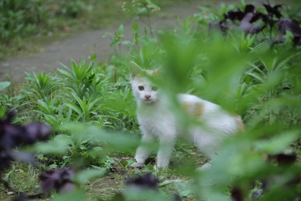 Retrato Gato Peludo Bonito — Fotografia de Stock
