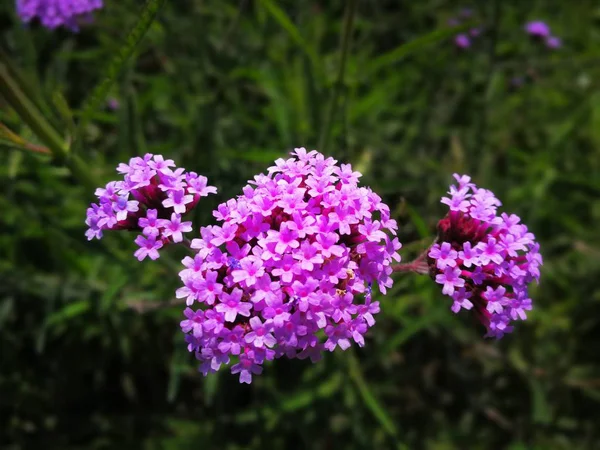 Hermosas Flores Lila Jardín — Foto de Stock