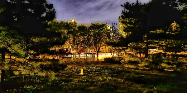 木々や緑の芝生の美しい風景 — ストック写真