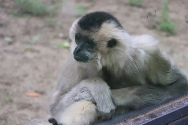 Mono Zoológico — Foto de Stock