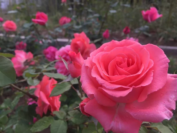 Hermosas Flores Rosas Flora — Foto de Stock