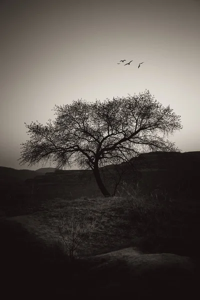 Silueta Árbol Noche — Foto de Stock