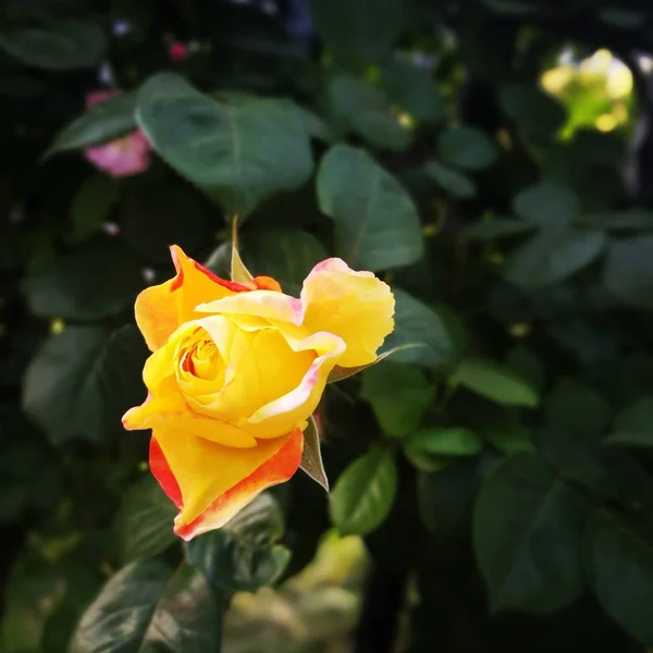 Primer Plano Hermosas Flores Rosas Flor — Foto de Stock