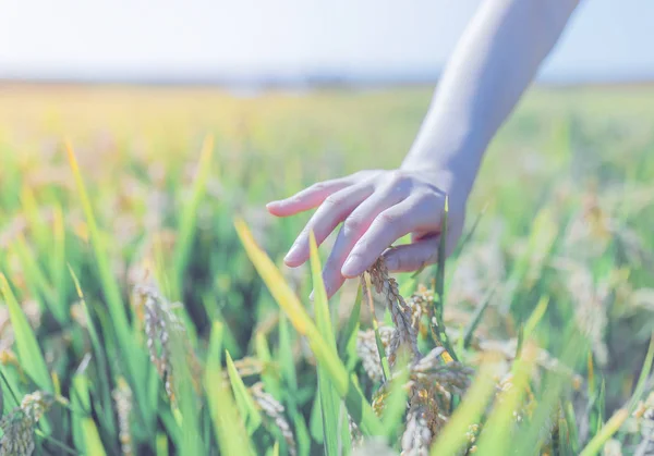 Woman Wheat Field — Stock Photo, Image