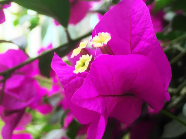 花园里美丽的粉红色兰花 — 图库照片