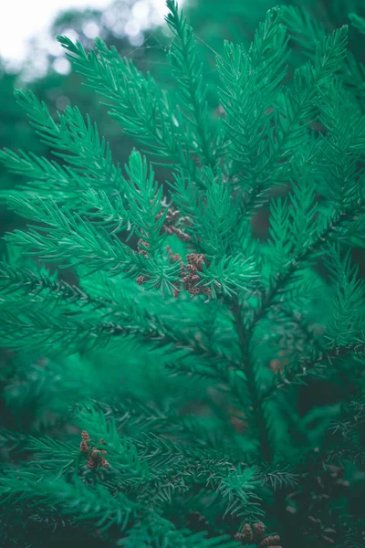 Флора Природі Гілки Дерев — стокове фото