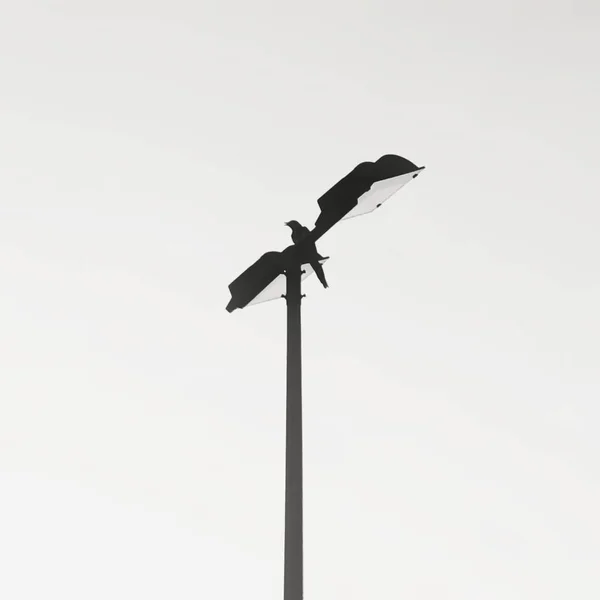 silhouette of a bird on a pole