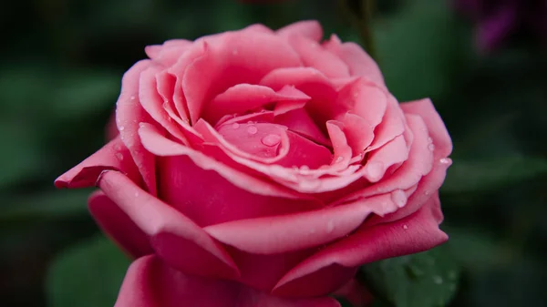 Hermosa Rosa Jardín Flores Pétalos Flora Verano — Foto de Stock