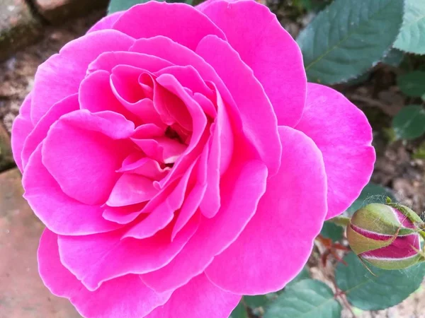 Rosa Rosa Flor Jardín — Foto de Stock