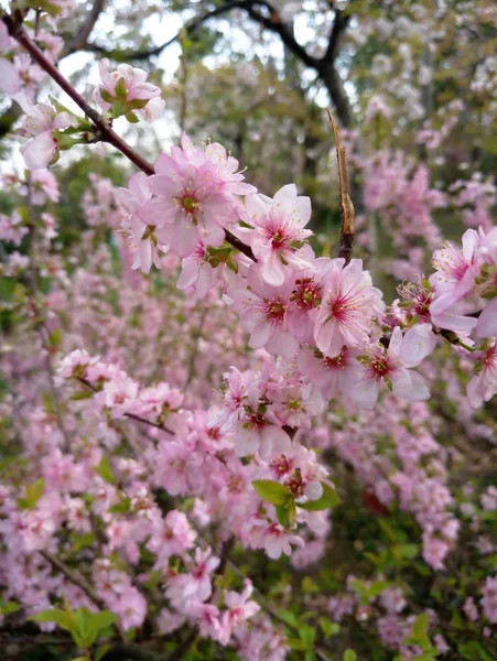 Flores Cerezo Floreciendo Primavera Cerca — Foto de Stock